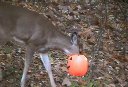 deer face.jpg
